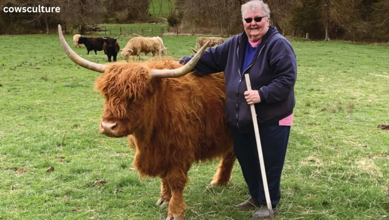 how tall are highland cows