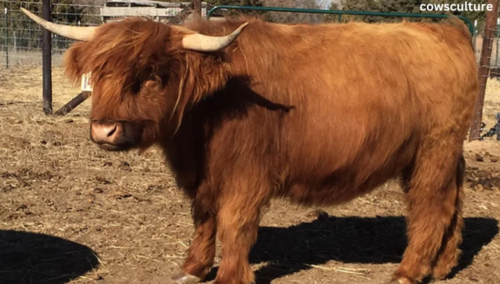 do all highland cows have horns?