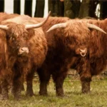 do all highland cows have horns