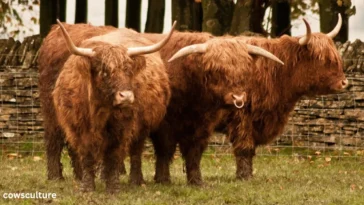 do all highland cows have horns