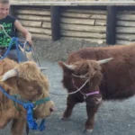 what are mini highland cows used for