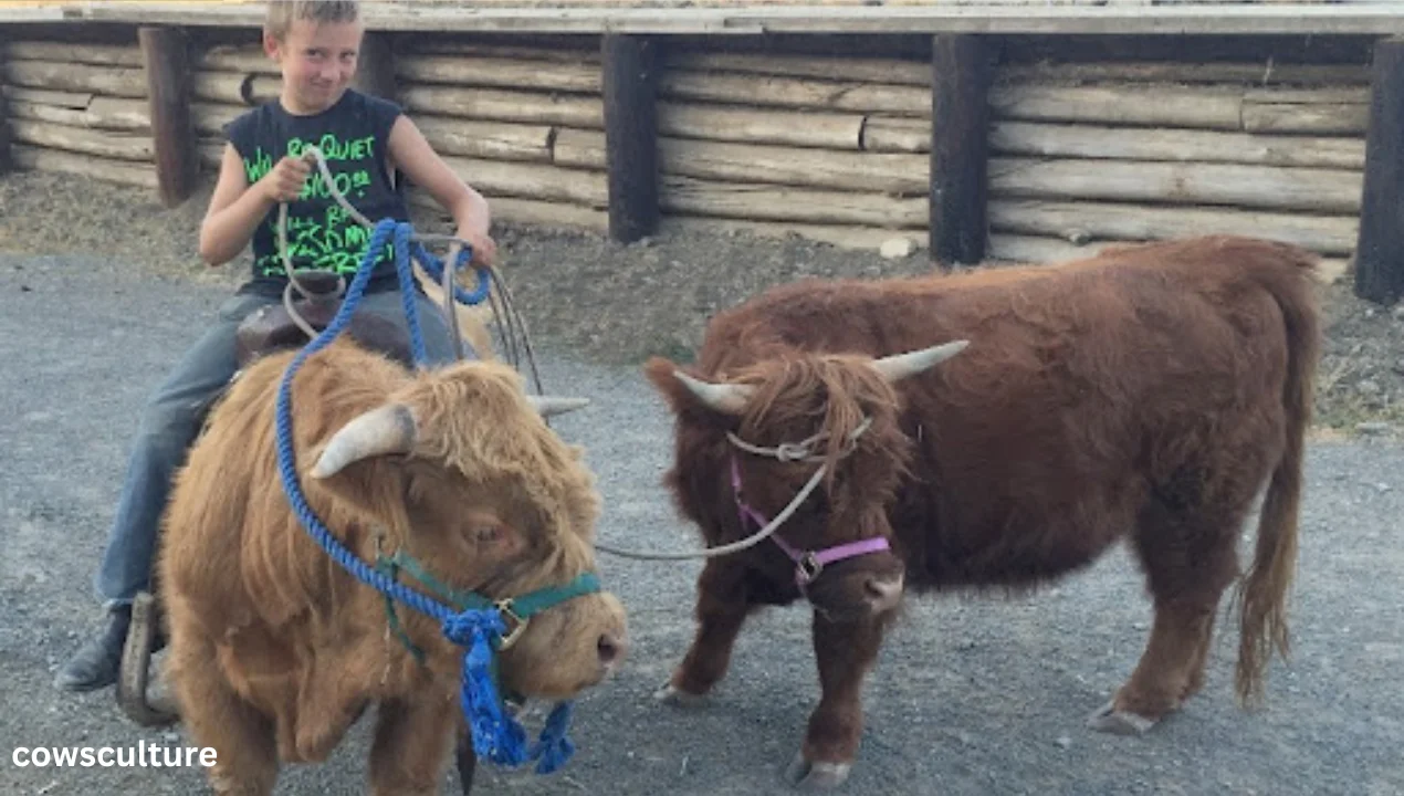 what are mini highland cows used for