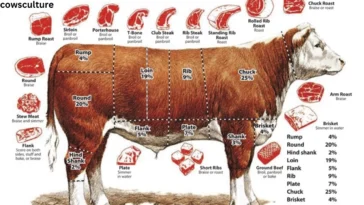 How Much Meat Is in a Quarter of a Cow?