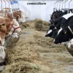 how much does it cost to feed a cow