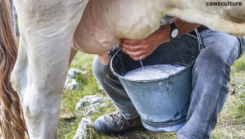 how long do you milk a cow