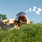 how many hours do dairy cows sleep each day