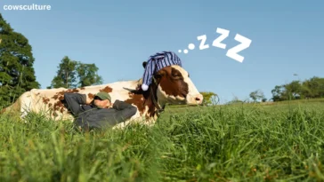 how many hours do dairy cows sleep each day