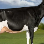 how much does a dairy cow cost