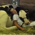 how long do cows sleep