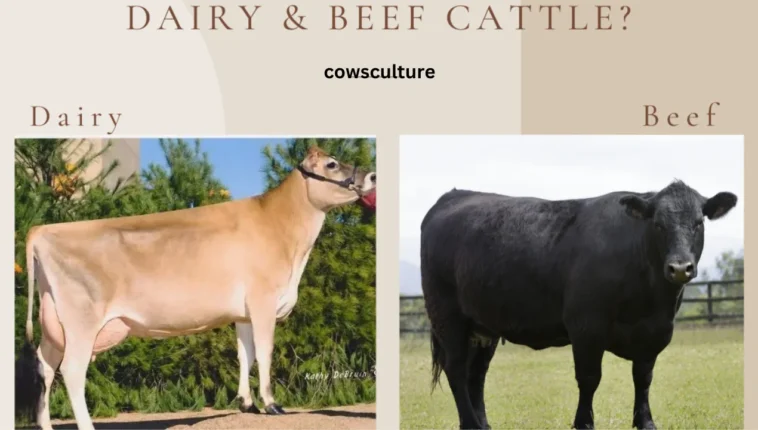 dairy cow vs beef cow