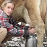 hand milking a dairy cow