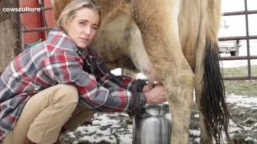 hand milking a dairy cow