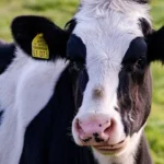 does taco bell use end of life dairy cows