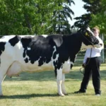 holstein dairy cow prices