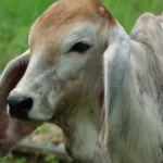 cows with long ears