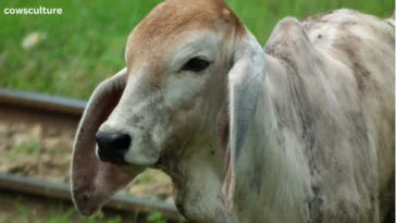 cows with long ears