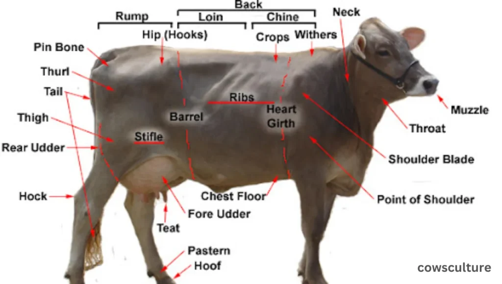 parts of a dairy cow