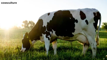 parts of a dairy cow