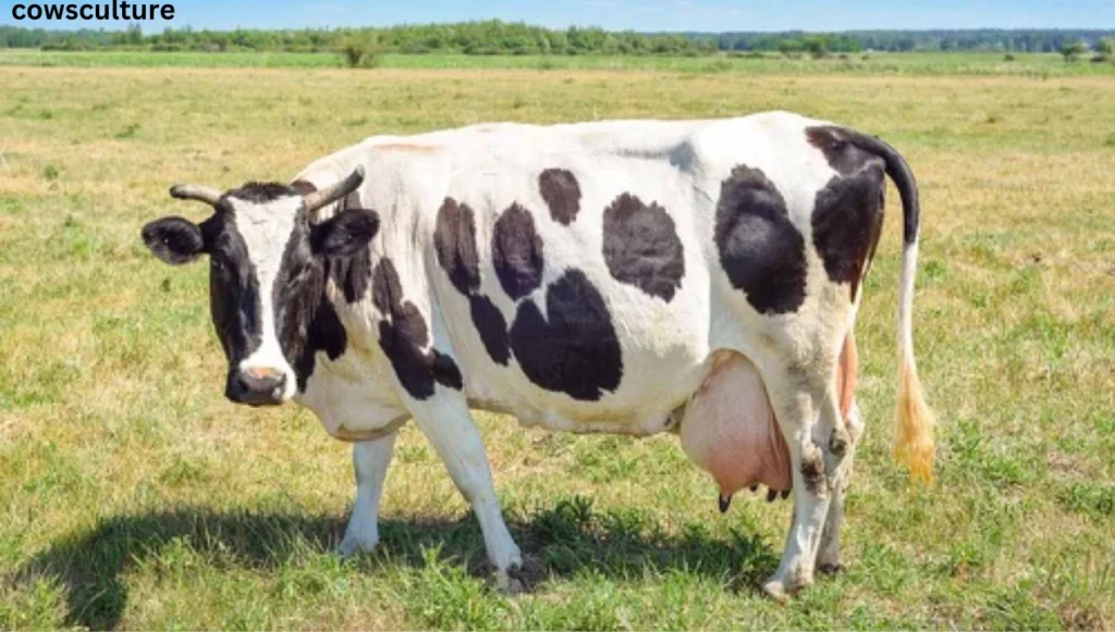 pictures of dairy cows