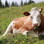 how long do cow live