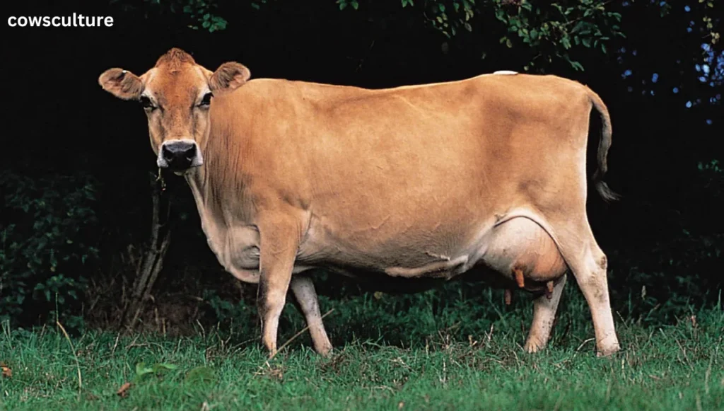 best dairy cow breeds