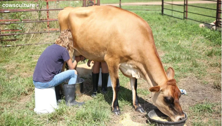 how long does it take to milk a cow