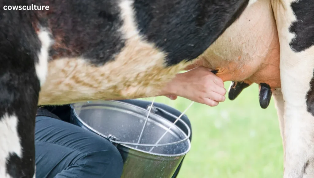 how long does it take to milk a cow