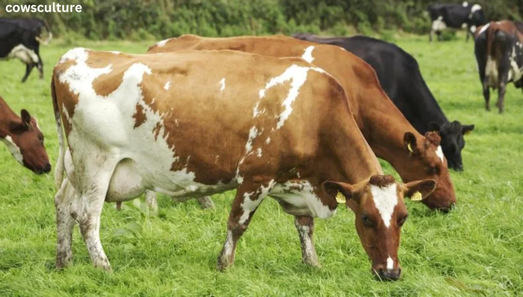 best dairy cow breeds