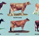 best dairy cow breeds