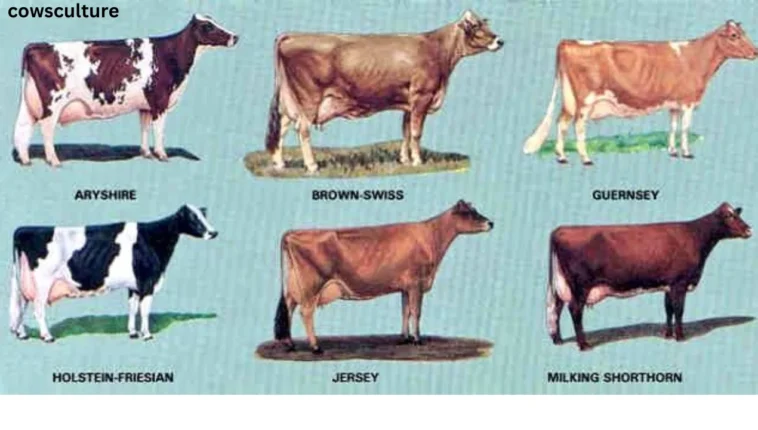 best dairy cow breeds