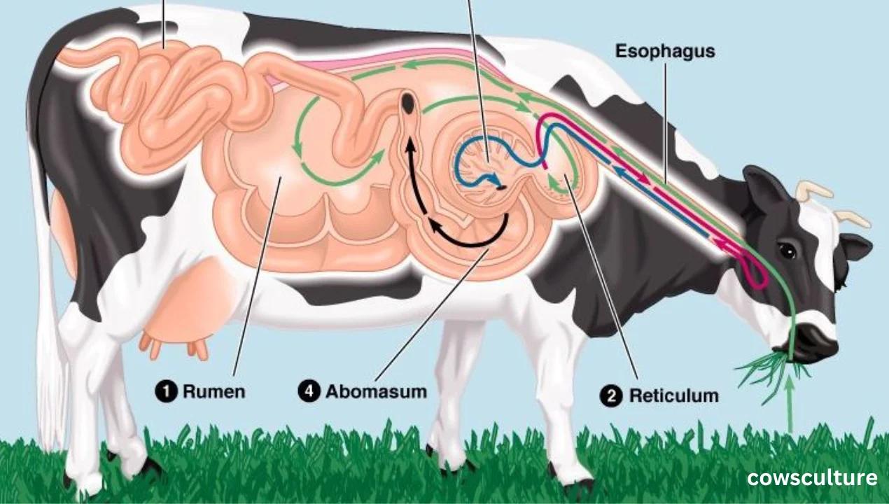 fun facts about dairy cows