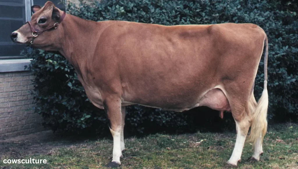 top 5 dairy cow breeds