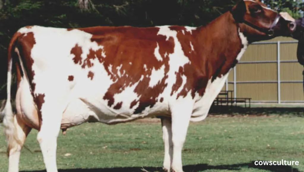 top 5 dairy cow breeds