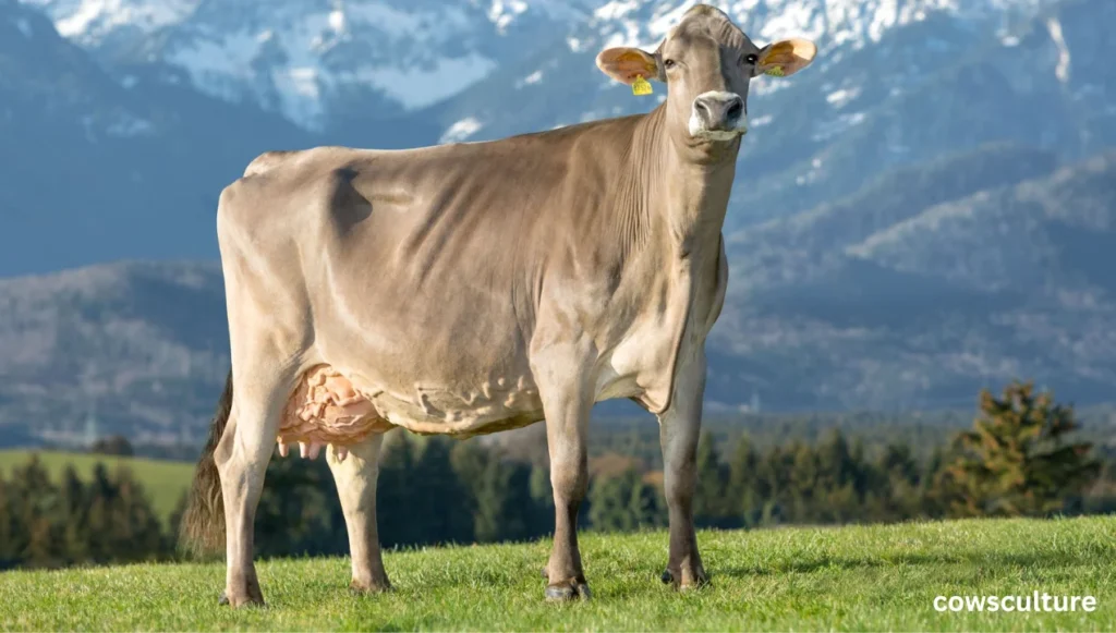 top 5 dairy cow breeds