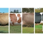 top 5 dairy cow breeds