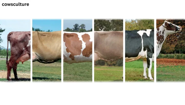 top 5 dairy cow breeds