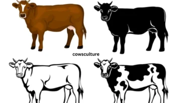 pictures of dairy cows