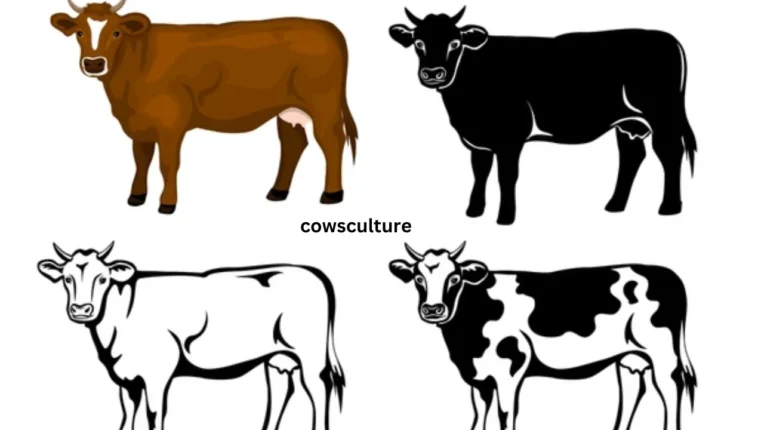 pictures of dairy cows