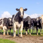 what state has the most dairy cows