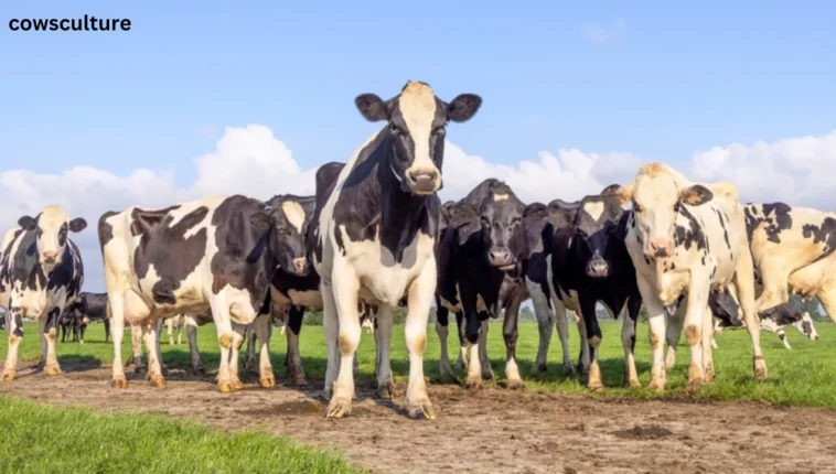 what state has the most dairy cows