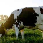 buy a dairy cow