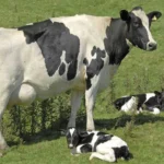 are dairy cows constantly pregnant