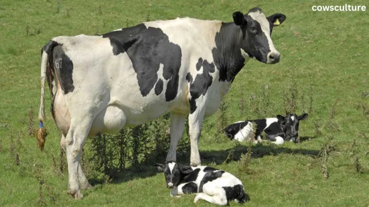 are dairy cows constantly pregnant