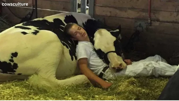 how long do cows sleep