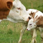 how long do cows mourn their calves