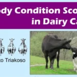 Dairy cow body condition score