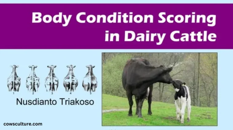 Dairy cow body condition score