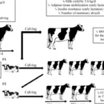 dairy cow gestation period