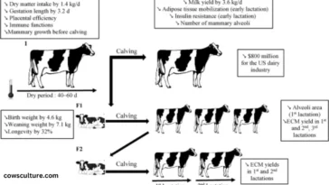 dairy cow gestation period