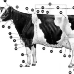 labeling a dairy cow